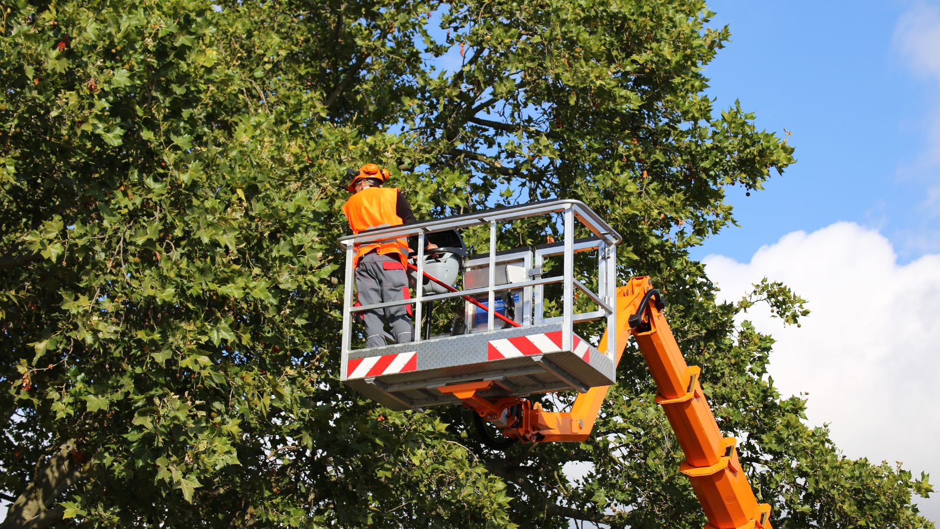 Bucket truck lifting an arborist for tree removal in Crownsville MD