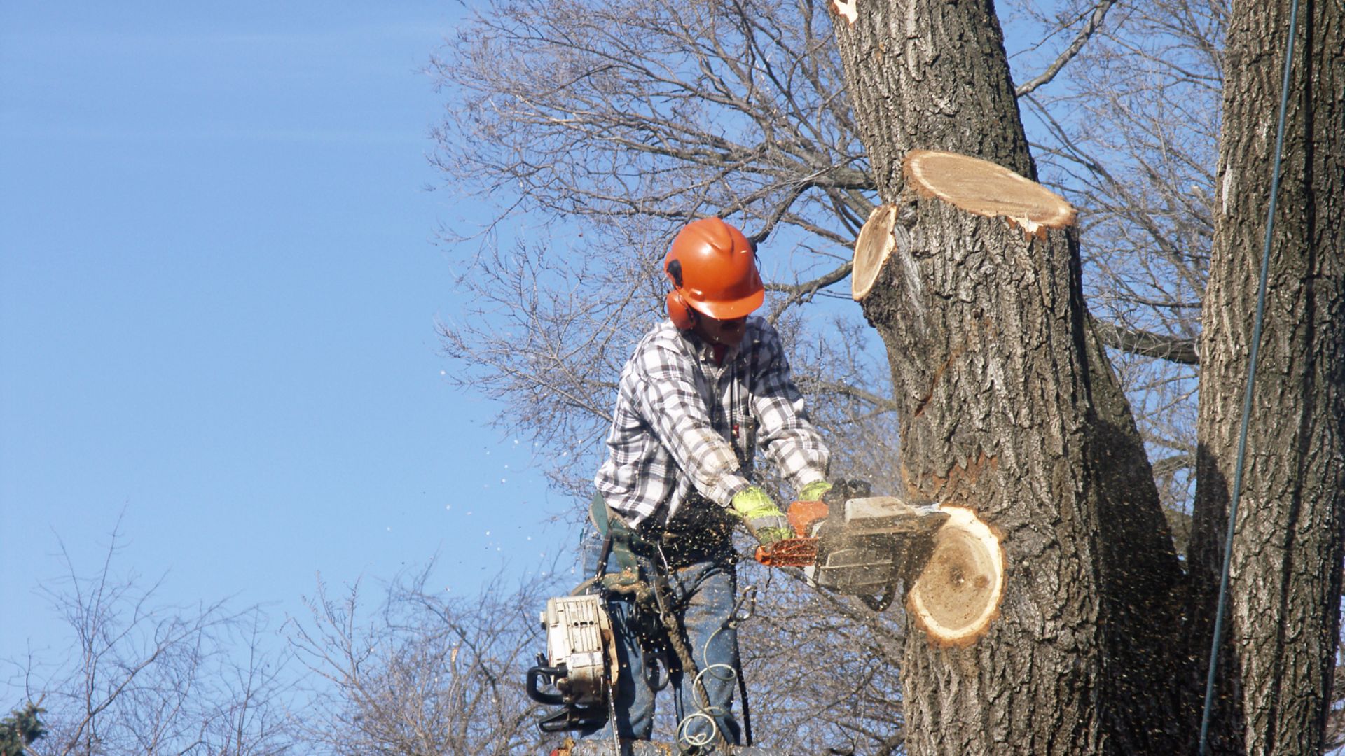 Professional tree removal crew safely cutting a large tree trunk with a chainsaw